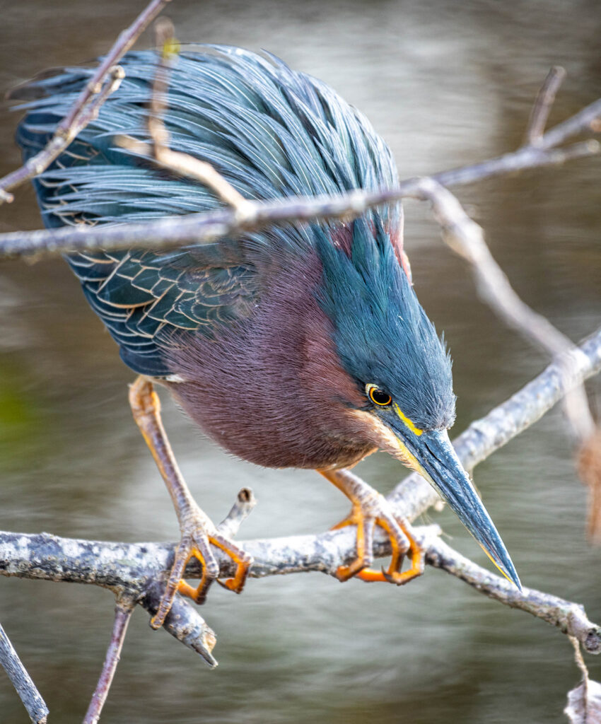 Green Heron - reduced