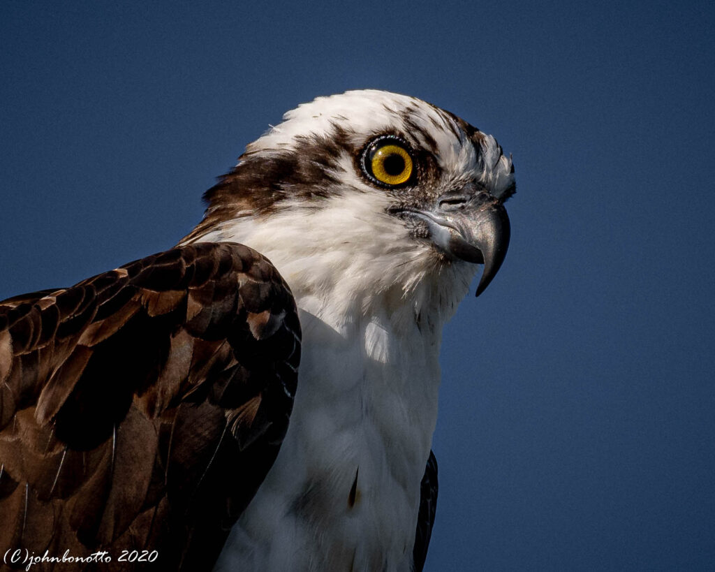Osprey 3